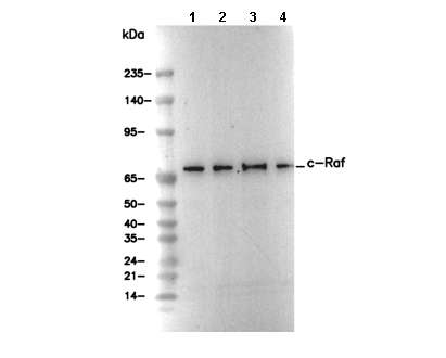 c-Raf Antibody