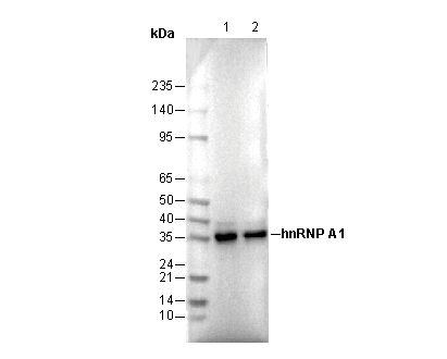 hnRNP A1 Antibody