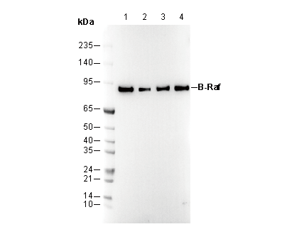 B-Raf Antibody