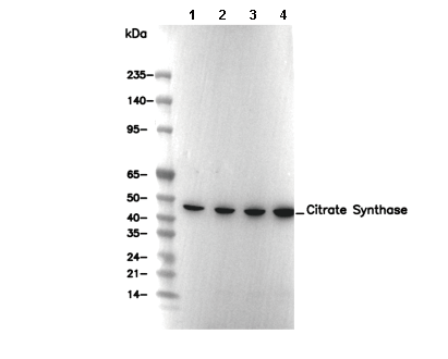 Citrate Synthase Antibody