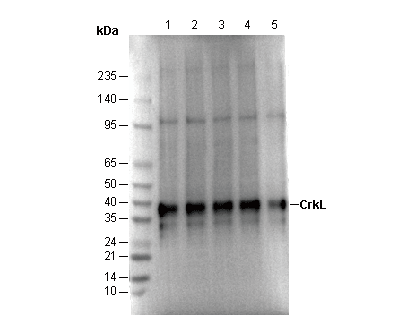 CrkL Antibody