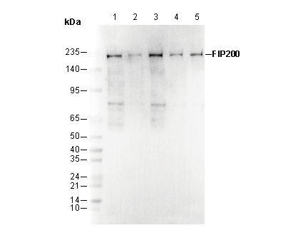 FIP200 Antibody