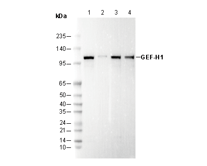 GEF-H1 Antibody
