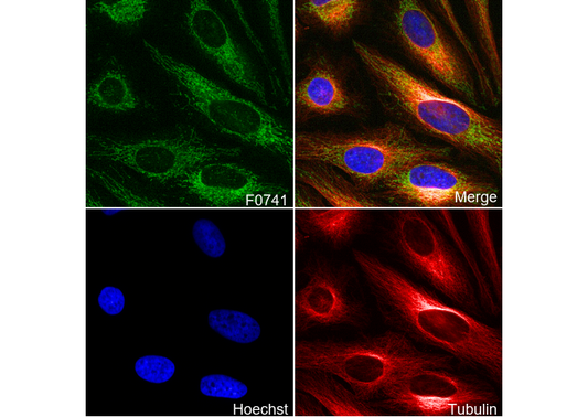OPA1 Antibody