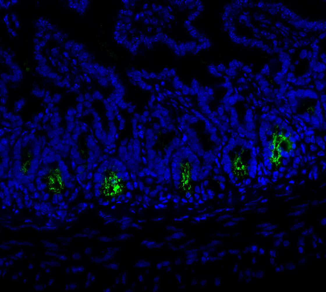 Olfm4 Antibody