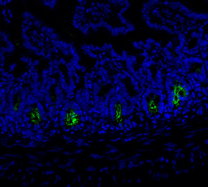 Olfm4 Antibody