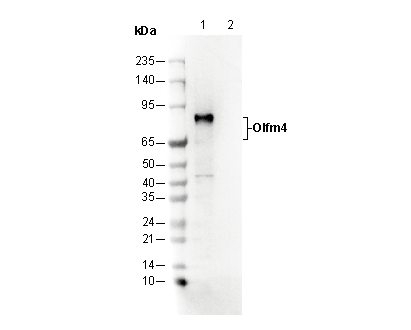 Olfm4 Antibody