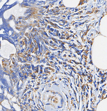 PODXL Antibody