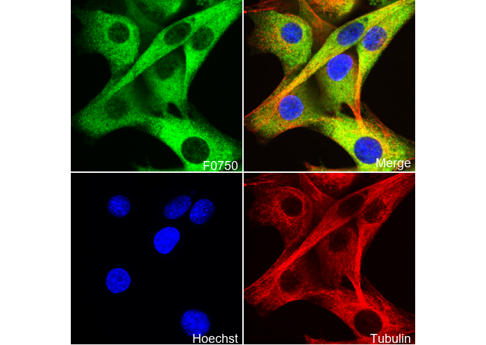 Phospho-HSP27 (Ser82) Antibody