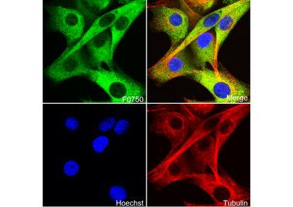 Phospho-HSP27 (Ser82) Antibody