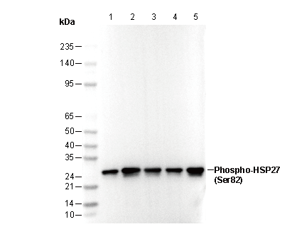 Phospho-HSP27 (Ser82) Antibody