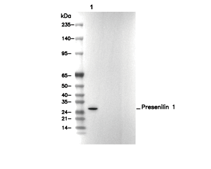 Presenilin 1 Antibody