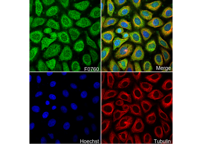 SHP-1 Antibody