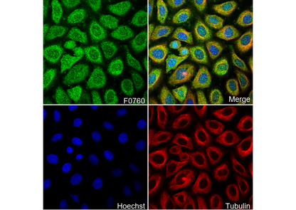 SHP-1 Antibody