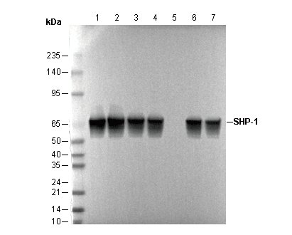 SHP-1 Antibody