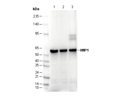 SUFU Antibody