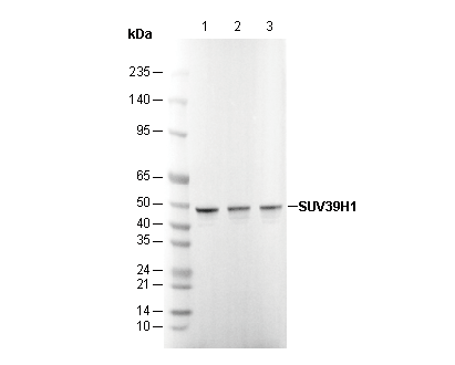 SUV39H1 Antibody