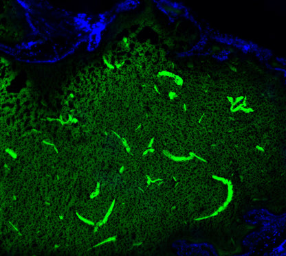 UCP1 Antibody