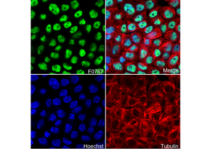 p63-α Antibody
