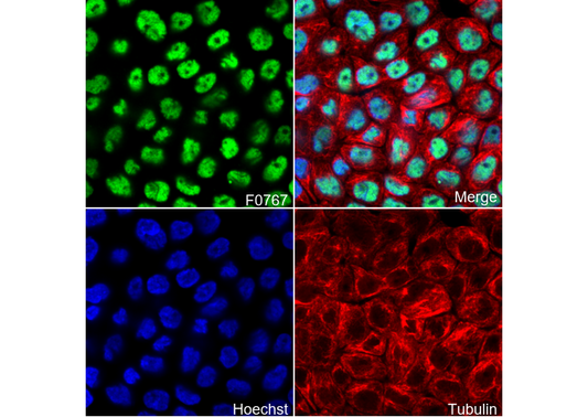 p63-α Antibody