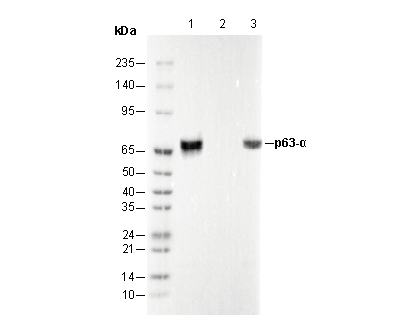 p63-α Antibody