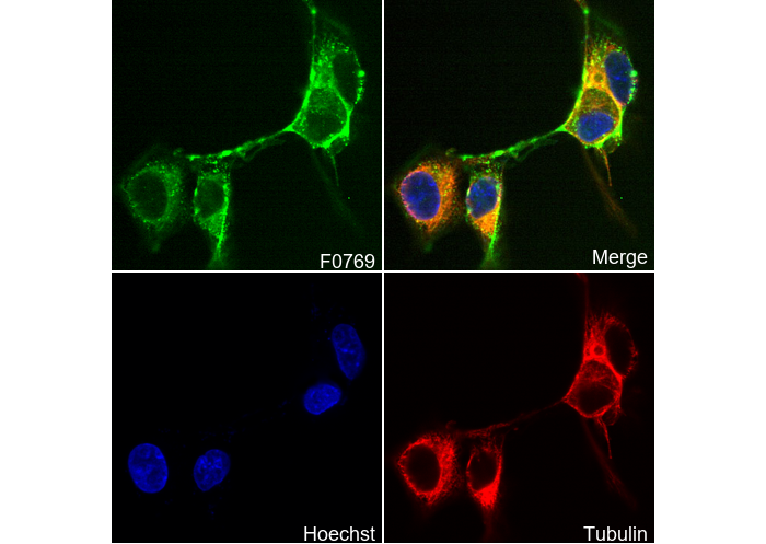 Myosin IIb Antibody