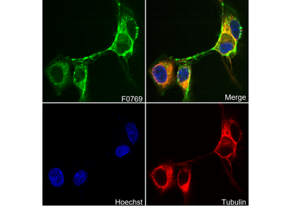 Myosin IIb Antibody