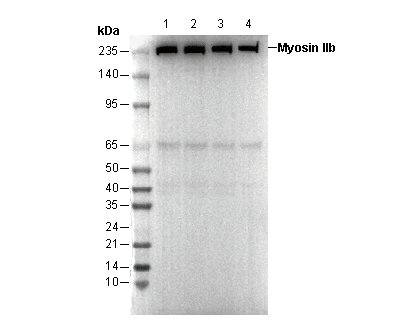 Myosin IIb Antibody