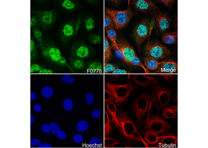 ETS-1 Antibody