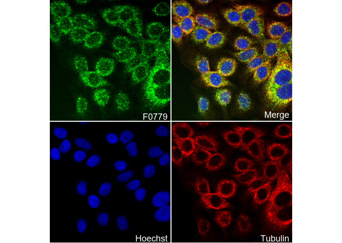 FGF Receptor 2 Antibody