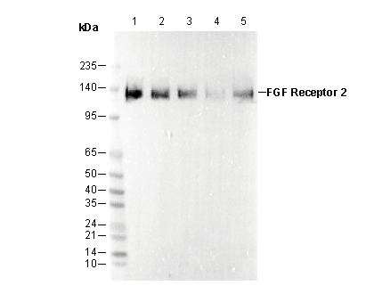 FGF Receptor 2 Antibody