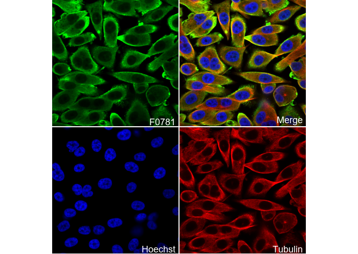 GSTP1 Antibody