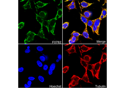 Grp75 Antibody