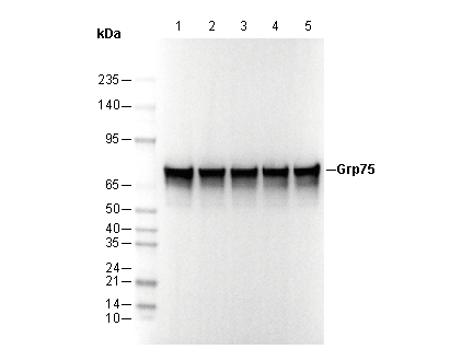 Grp75 Antibody