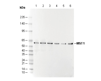MST1 Antibody