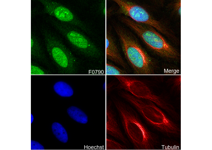 Nucleolin Antibody