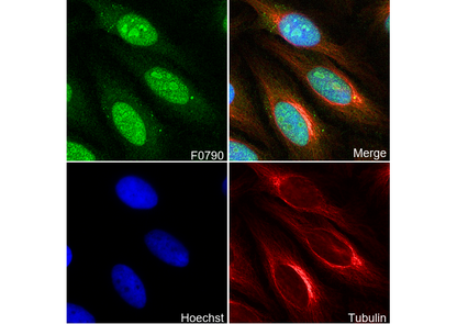 Nucleolin Antibody