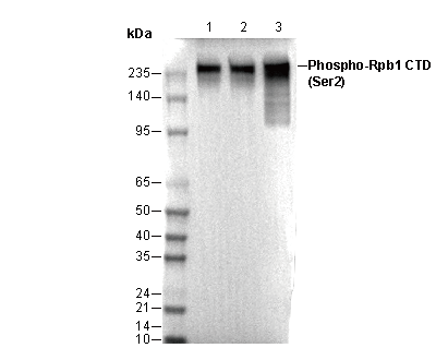 Phospho-Rpb1 CTD (Ser2) Antibody