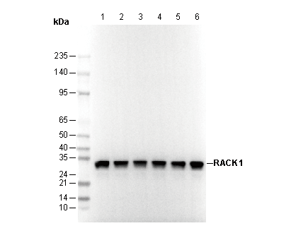 RACK1 Antibody