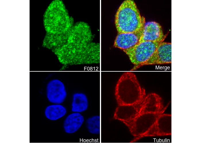 RSK2 Antibody