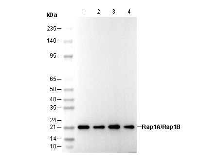 Rap1A/Rap1B Antibody