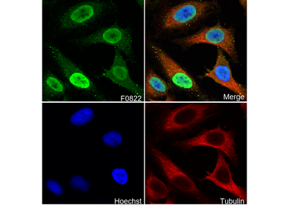ATF6 Antibody
