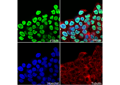 Acetyl-Histone H4 (Lys12) Antibody