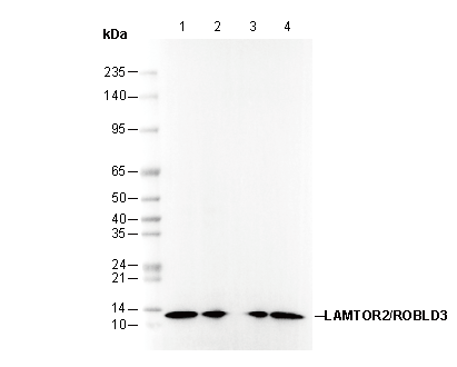 LAMTOR2/ROBLD3 Antibody