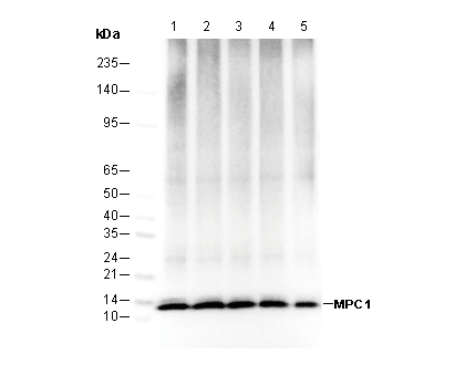 MPC1 Antibody