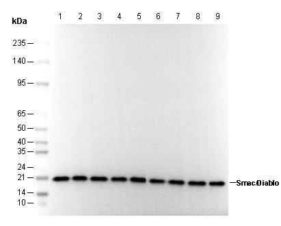 Smac/Diablo Antibody