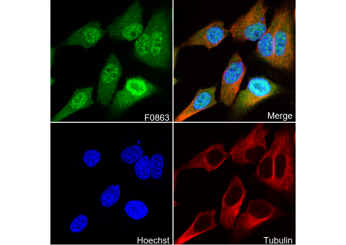 Thymidylate Synthase Antibody