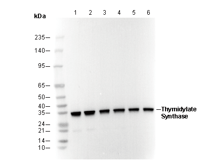 Thymidylate Synthase Antibody