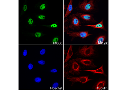 p95/NBS1 Antibody