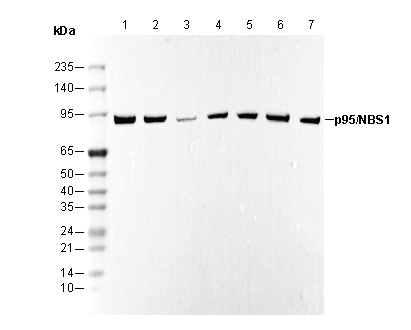 p95/NBS1 Antibody